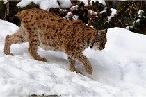 BWaldD850 18-02-12 3229   Photos ACG 2018