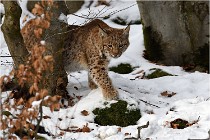 BWaldD850 18-02-12 3242   Photos ACG 2018