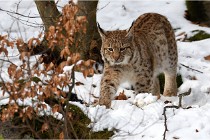 BWaldD850 18-02-12 3249   Photos ACG 2018