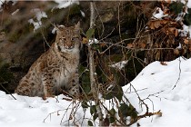 BWaldD850 18-02-12 3262   Photos ACG 2018