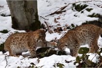 BWaldD850 18-02-12 3272   Photos ACG 2018