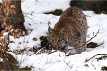 BWaldD850 18-02-12 3304   Photos ACG 2018