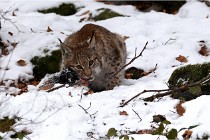 BWaldD850 18-02-12 3309   Photos ACG 2018