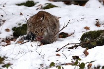 BWaldD850 18-02-12 3311   Photos ACG 2018