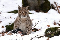 BWaldD850 18-02-12 3315   Photos ACG 2018