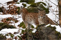 BWaldD850 18-02-15 3418   Photos ACG 2018