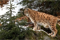 BWaldD850 18-02-15 3456   Photos ACG 2018