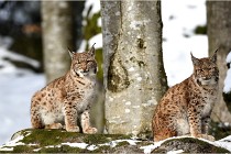 BWaldD850 18-02-15 3611   Photos ACG 2018