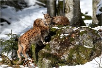 BWaldD850 18-02-15 3761   Photos ACG 2018