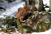 BWaldD850 18-02-15 3763   Photos ACG 2018