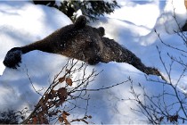 2018-02-12 16  Bayerischer Wald Ours