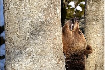 BWaldD5 18-02-13 0156   Photos ACG 2017