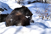 BWaldD5 18-02-13 0170   Photos ACG 2017