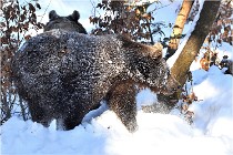 BWaldD5 18-02-13 0214   Photos ACG 2017