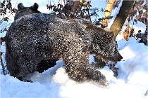 BWaldD5 18-02-13 0216   Photos ACG 2017