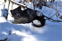 BWaldD5 18-02-13 0230   Photos ACG 2017