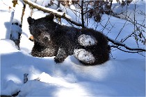 BWaldD5 18-02-13 0234   Photos ACG 2017