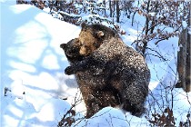 BWaldD5 18-02-13 0263   Photos ACG 2017