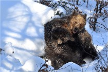 BWaldD5 18-02-13 0274   Photos ACG 2017