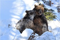 BWaldD5 18-02-13 0281   Photos ACG 2017