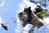 BWaldD5 18-02-13 0284   Photos ACG 2017