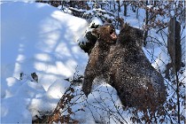 BWaldD5 18-02-13 0303   Photos ACG 2017