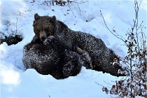 BWaldD5 18-02-13 0371   Photos ACG 2017