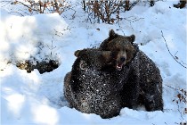 BWaldD5 18-02-13 0394   Photos ACG 2017