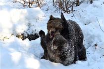 BWaldD5 18-02-13 0400   Photos ACG 2017