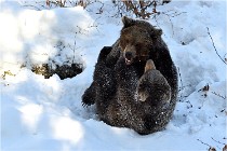 BWaldD5 18-02-13 0405   Photos ACG 2017