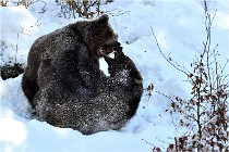 BWaldD5 18-02-13 0411   Photos ACG 2017