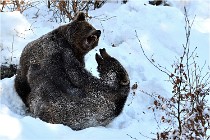 BWaldD5 18-02-13 0413   Photos ACG 2017