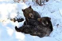 BWaldD5 18-02-13 0420   Photos ACG 2017