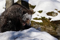 BWaldD5 18-02-13 0526   Photos ACG 2017