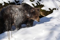 BWaldD5 18-02-13 0581   Photos ACG 2017