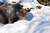 BWaldD5 18-02-13 0588   Photos ACG 2017