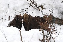 BWaldD5 18-02-14 0630   Photos ACG 2017