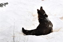 BWaldD5 18-02-14 0704   Photos ACG 2017