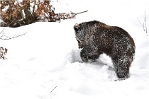 BWaldD5 18-02-14 1013   Photos ACG 2017