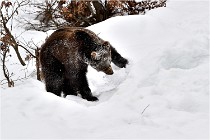 BWaldD5 18-02-14 1040   Photos ACG 2017