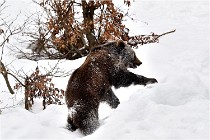 BWaldD5 18-02-14 1062   Photos ACG 2017