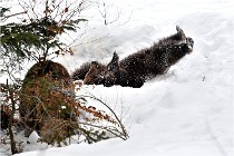 BWaldD5 18-02-14 1092   Photos ACG 2017