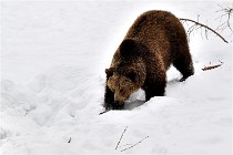 BWaldD5 18-02-14 1117   Photos ACG 2017