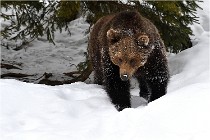 BWaldD5 18-02-14 1144   Photos ACG 2017