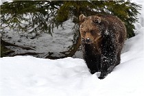 BWaldD5 18-02-14 1149   Photos ACG 2017