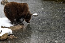 BWaldD5 18-02-14 1182   Photos ACG 2017