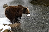 BWaldD5 18-02-14 1189   Photos ACG 2017