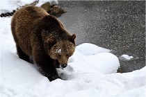 BWaldD5 18-02-14 1217   Photos ACG 2017