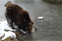 BWaldD5 18-02-14 1264   Photos ACG 2017