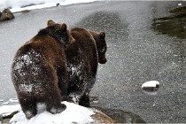 BWaldD5 18-02-14 1274   Photos ACG 2017